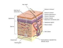 structure and function of the skin wound care education