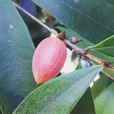 Image result for Englerophytum natalense