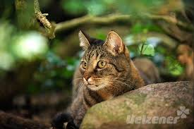Lesen sie unsere tipps, mit welchen massnahmen sie katzen. Katzen Im Garten Uelzener Magazin