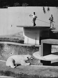 Image result for Polar White 1972 Motor Home