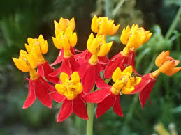 Image result for Asclepias curassavica