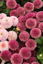 Pin On Flowers