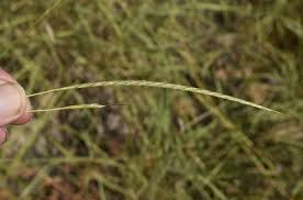 Image result for Elionurus platypus