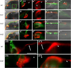 I get 'aa_bb' from the api. Camel Regulates Development Of The Brain Ventricular System Springerlink