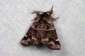 Image result for Pygaera timon