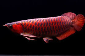 Arwana Super Red Asia Ikan Hias Air Tawar Ikan Akuarium Ikan Ikan Air Tawar