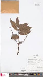 Image result for Pseudospondias