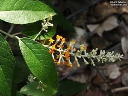 Image result for Buddleja madagascariensis