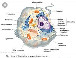 Check spelling or type a new query. Album Foto Sel Hewan Bioearthworm