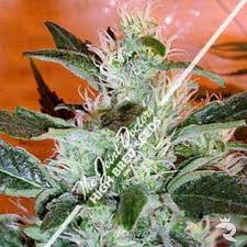 We did not find results for: Lowryder 2 Feminized