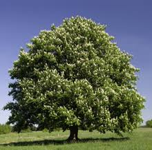 Chinese Chestnut Tree Horse Chestnut Trees Chinese Chestnut Trees Chestnut Trees