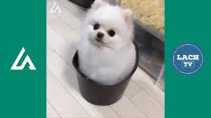 Probeer Niet Te Lachen 10 Grappige Dieren De Grappigste Dieren Filmpjes 2017 Youtube