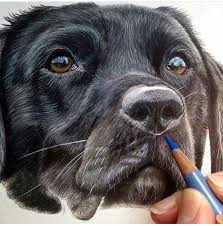 That's where sandra angelo comes in, with. Awesome Realistic Dog Drawing Canine Drawing Dog Drawing Animal Drawings