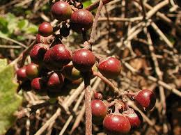 Image result for Rhoicissus