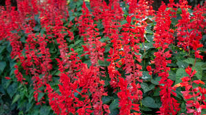 Hd to 4k quality, all ready for download! Red Salvia Plant Care Growing Guide