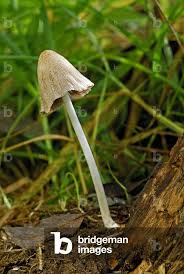 Image result for Coprinus lagopus