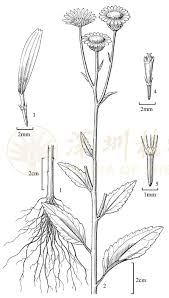 Image result for Anisopappus chinensis