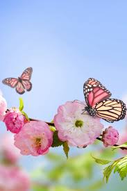 Summer spring butterfly flowers sunlight rays color wallpaper. Wallpapers With Butterflies Posted By Zoey Walker