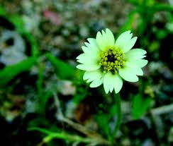 Image result for Tridax