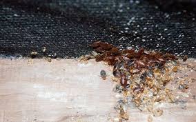 can bed bugs fly bed bugs mattress cleaning winged bed