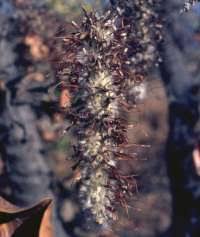 Image result for Faurea rochetiana
