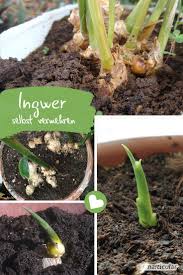 Ausreichende luftfeuchtigkeit im topf ! Superknolle Ingwer Nicht Kaufen Sondern Ganz Einfach Selbst Vermehren Garten Pflanzen Ingwer Selber Ziehen Und Ingwer Pflanzen