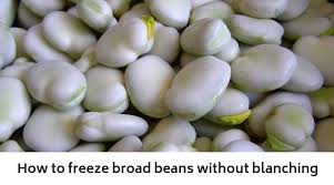 How long can they be frozen? How To Freeze Broad Beans Without Blanching Growing Guides