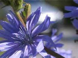 Pin On Flower Essences