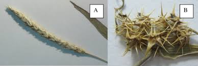 Image result for Anthephora