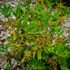 Image result for Clutia angustifolia