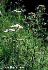 Common Yarrow