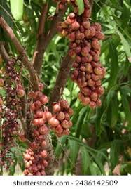 Image result for Lepisanthes