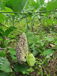 Image result for Polystachya steudneri