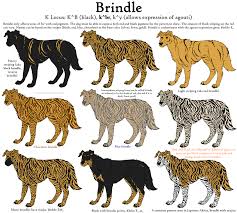 Guide To Brindle Dog Coat Pattern And Colors Dog Coat