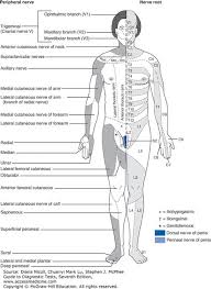 Dermatome Chart Cutaneous Innervation The Segmental Or