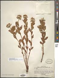 Image result for Gnidia kraussiana