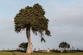 Review your doctor help millions of people find the right doctor and care they need new! The Tree That Might Have Inspired Dr Seuss The Lorax Has Died Live Science