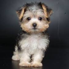 Morkie puppies for sale in fl. Puppies For Sale Orlando Fl Justpuppies Net Puppies Cute Animals Cute Dogs
