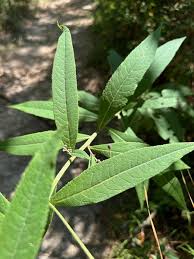 Image result for Vernonia guineensis