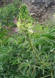 Image result for Cleome bororensis