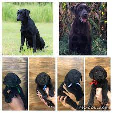 Find puppies and breeders in your area and helpful information. Labrador Retriever Puppies For Sale In Iowa
