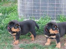 German rottweiler puppies for sale in texas. Rottweiler Puppies In Texas