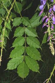 Image result for Wisteria sinensis