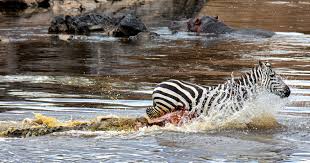 Initially a few crocodiles took hold of the zebra and dragged it down to the bottom where they drown it before they were joined by other crocodiles in eating every piece of it Horrifying Moment Zebra Is Ripped Apart Trying To Escape A Giant Crocodile In Kenya