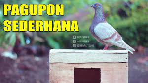 Selain memangkas biaya, mengecat tembok sendiri bisa dijadikan ajang menumpahkan kreativitas kamu. Bikin Pagupon Untuk Burung Merpati Merpatiku Youtube
