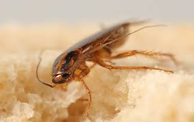 We did not find results for: Elk Grove S Complete Guide To German Cockroach Control