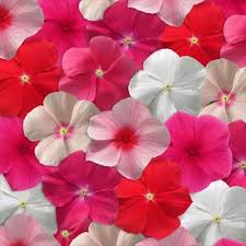 Vinca Mediterranean Xp Mix Flower Seeds Annual Flowers Flowers