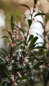 Image result for Vahlia digyna