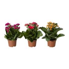 Kalanchoe Potted Plant Flaming Katy Assorted Colors 4 Com Imagens Plantas Vasos De Plantas Flor Da Fortuna
