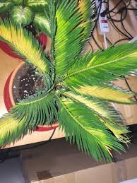 Learn them well in this sago palm care guide! Why Is My Sago Palm Cycas Revoluta Leaves Yellowing Gardening Landscaping Stack Exchange